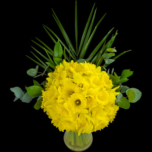 Bouquet of Luxury Daffodils