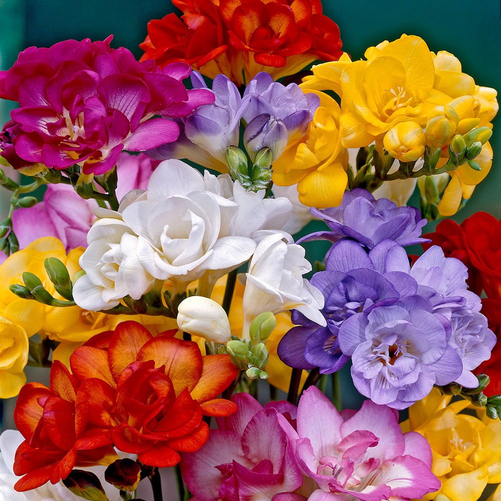 Delivery  Send Freesias  Buy Freesias  Post Freesias  Free UK 