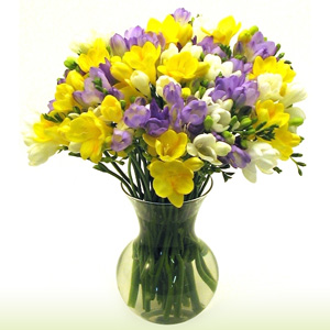 Close up Freesias