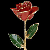 A Red 17Inch 24kt Gold Trimmed Rose
