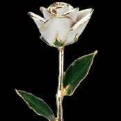 A White 17Inch 24kt Gold Trimmed Rose