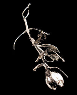 Platinum Mistletoe from the Platinum Mistletoe Society!