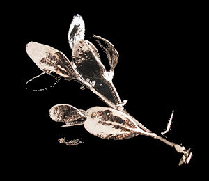 Platinum Mistletoe from the Platinum Mistletoe Society!