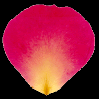 Click here to visit InterPetal the Freeze Dried Floral Specialists