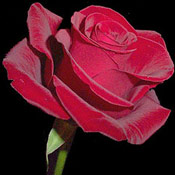 The Latin Lover Rose!