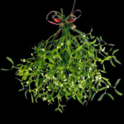 A Really Big Bunch of Mistletoe ready to hang with a Christmas Bow