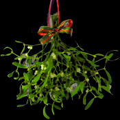 A Big Bunch of Mistletoe ready to hang with a Christmas Bow