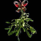 A Single Small piece of Mistletoe ready to hang with a Christmas Bow