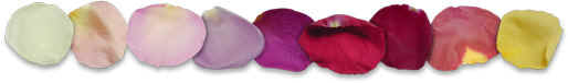 Some of Freeze Dried Rose Petal Colours we can supply!