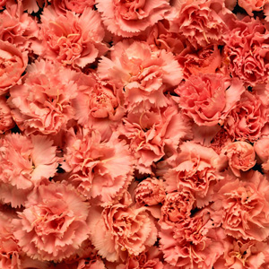 Close up of Pink Carnations!