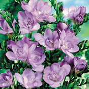 A Bouquet of 50 Classic Lilac Fragrant Freesias