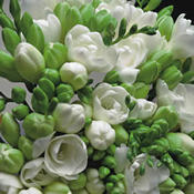 A Bouquet of 30 Classic White Fragrant Freesias