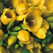 A Bouquet of 20 Classic Yellow Fragrant Freesias