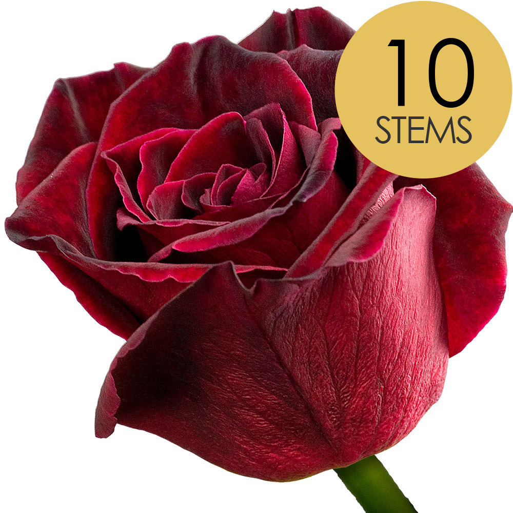 10 Black Baccara Roses