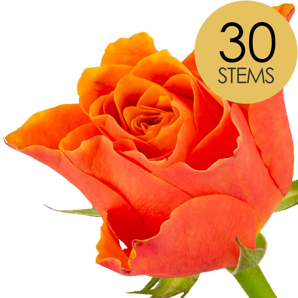 30 Orange Roses