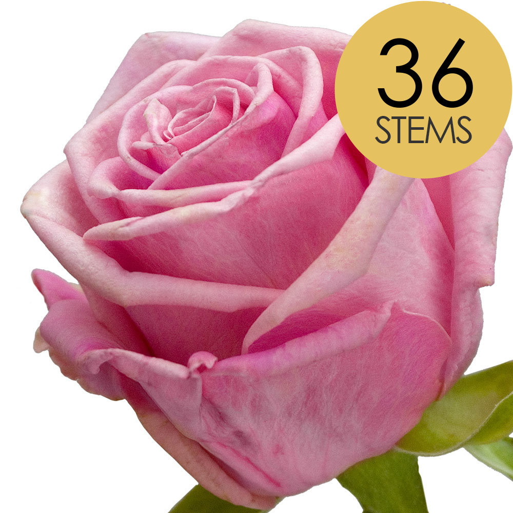 36 Pink Roses