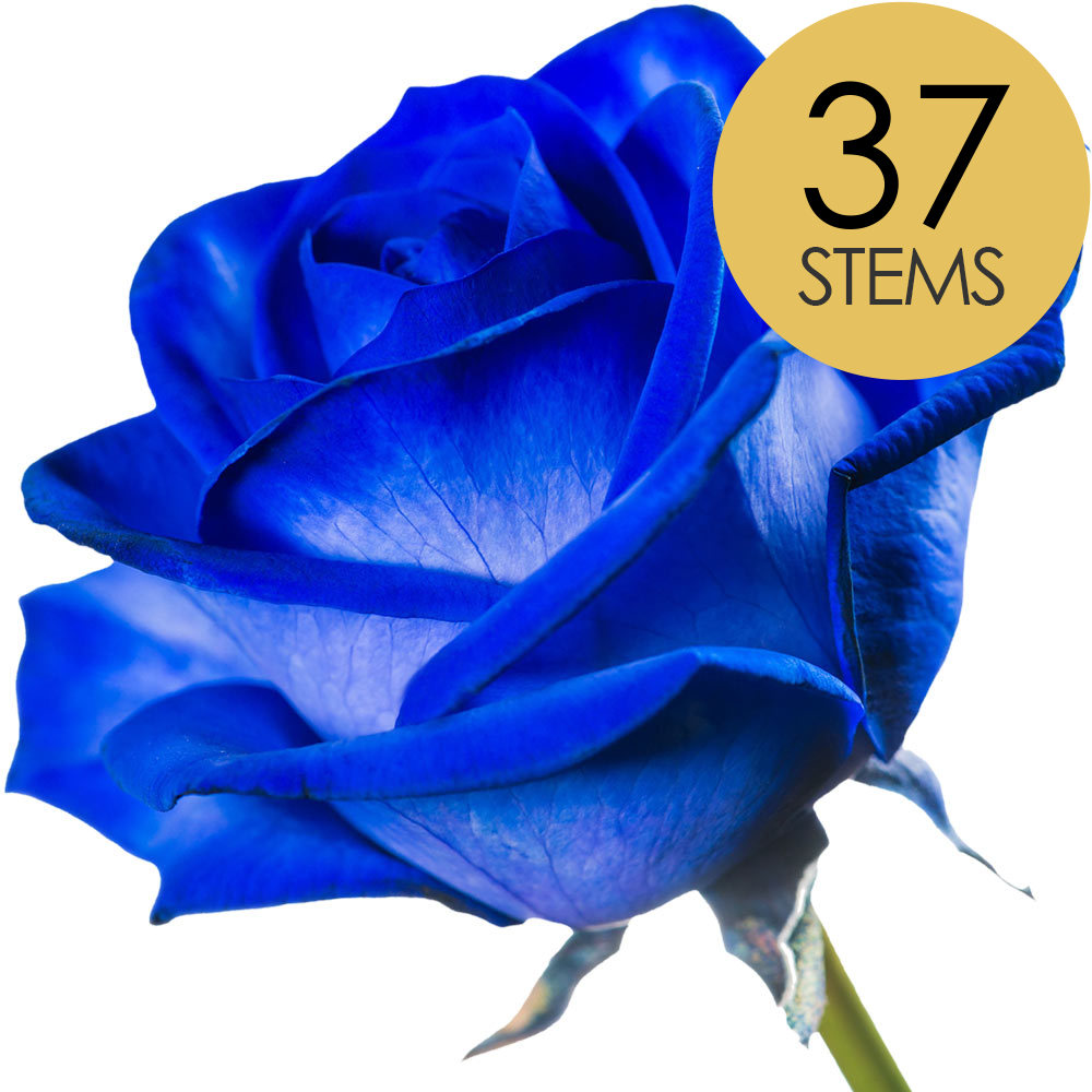 37 Blue (Dyed) Roses