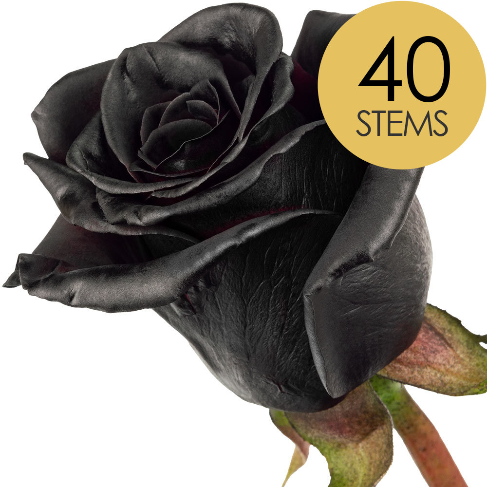 40 Black (Painted) Roses