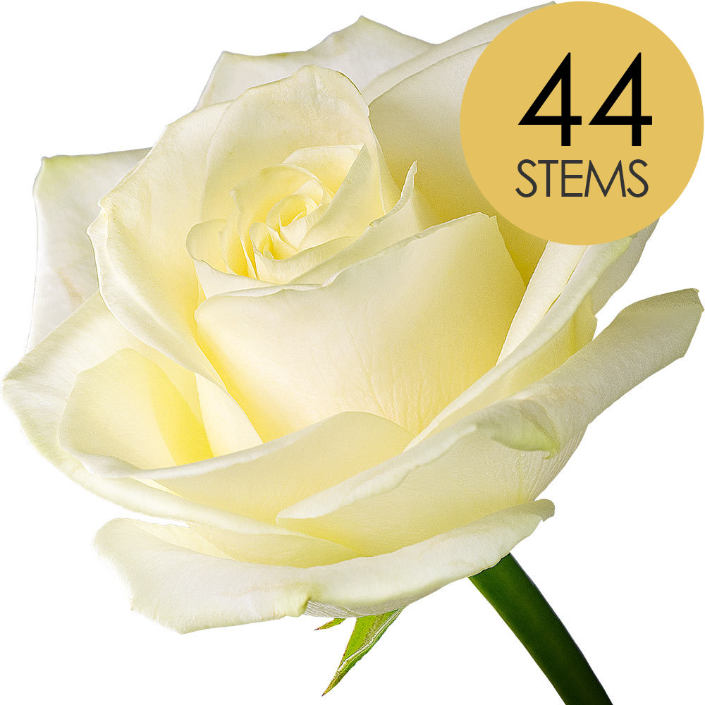 44 White (Avalanche) Roses