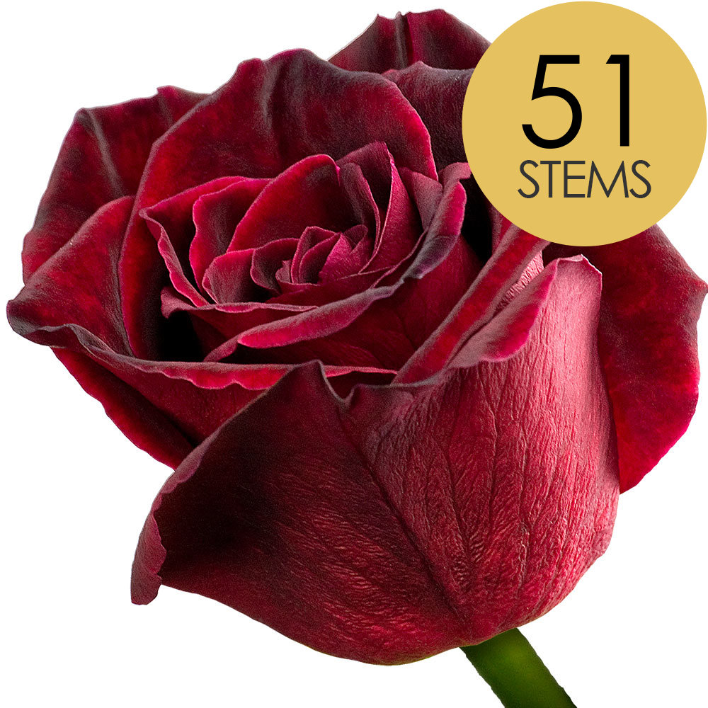 51 Black Baccara Roses