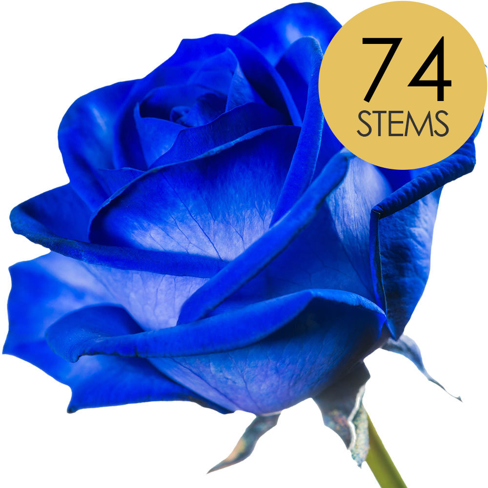74 Blue (Dyed) Roses