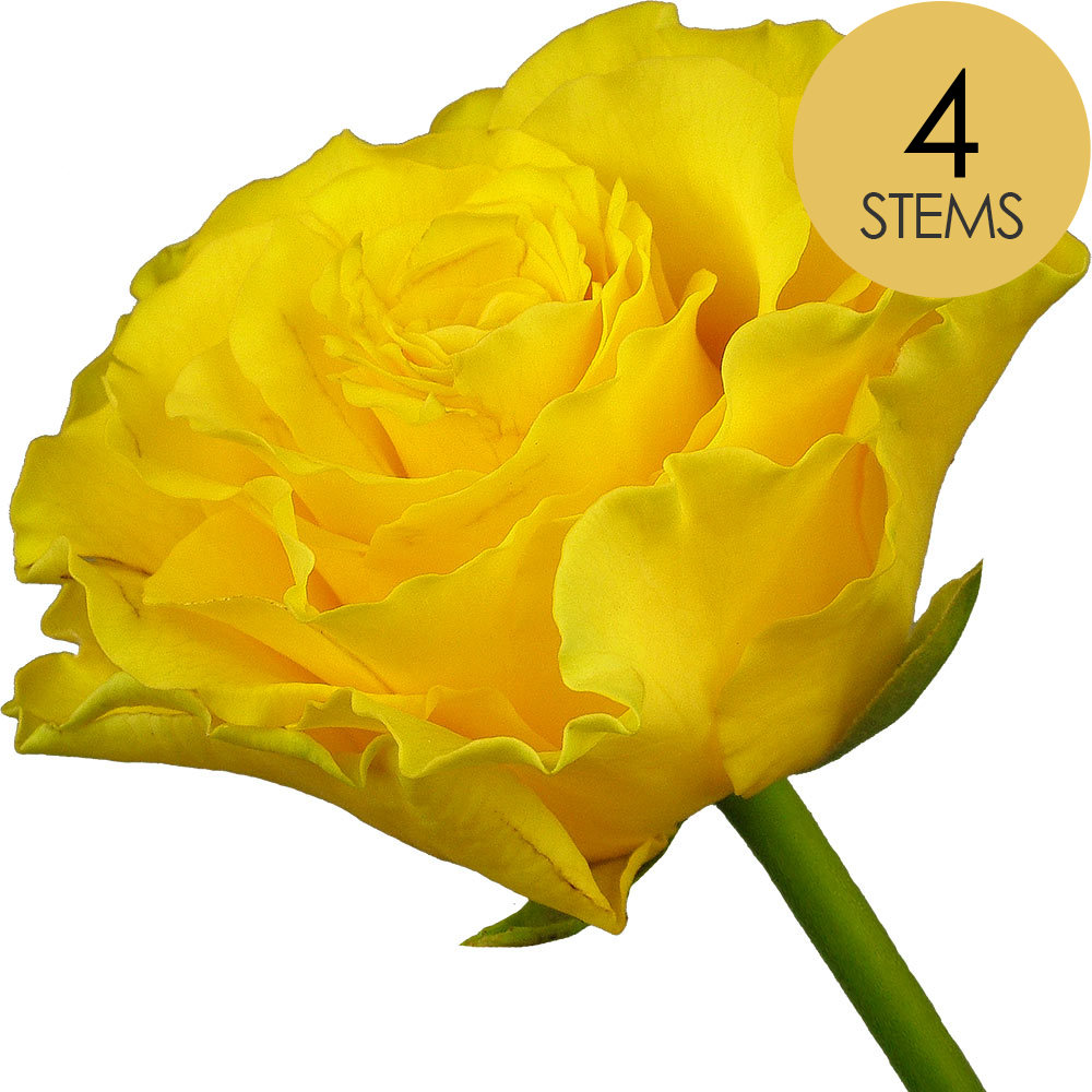4 Yellow Roses