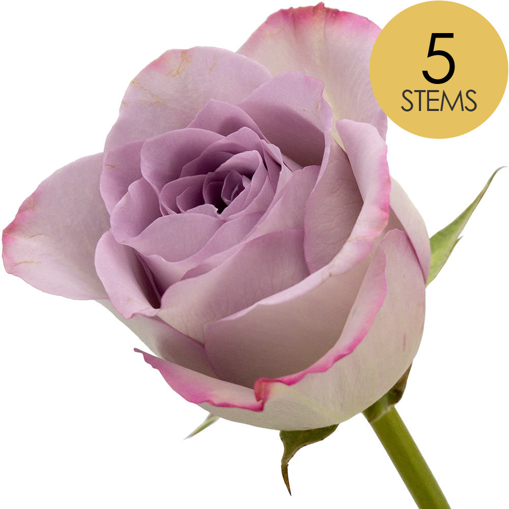 5 Lilac Roses