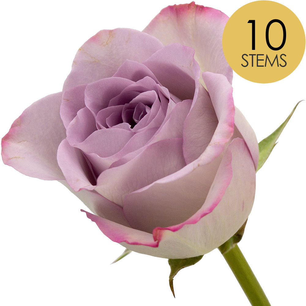 10 Lilac Roses