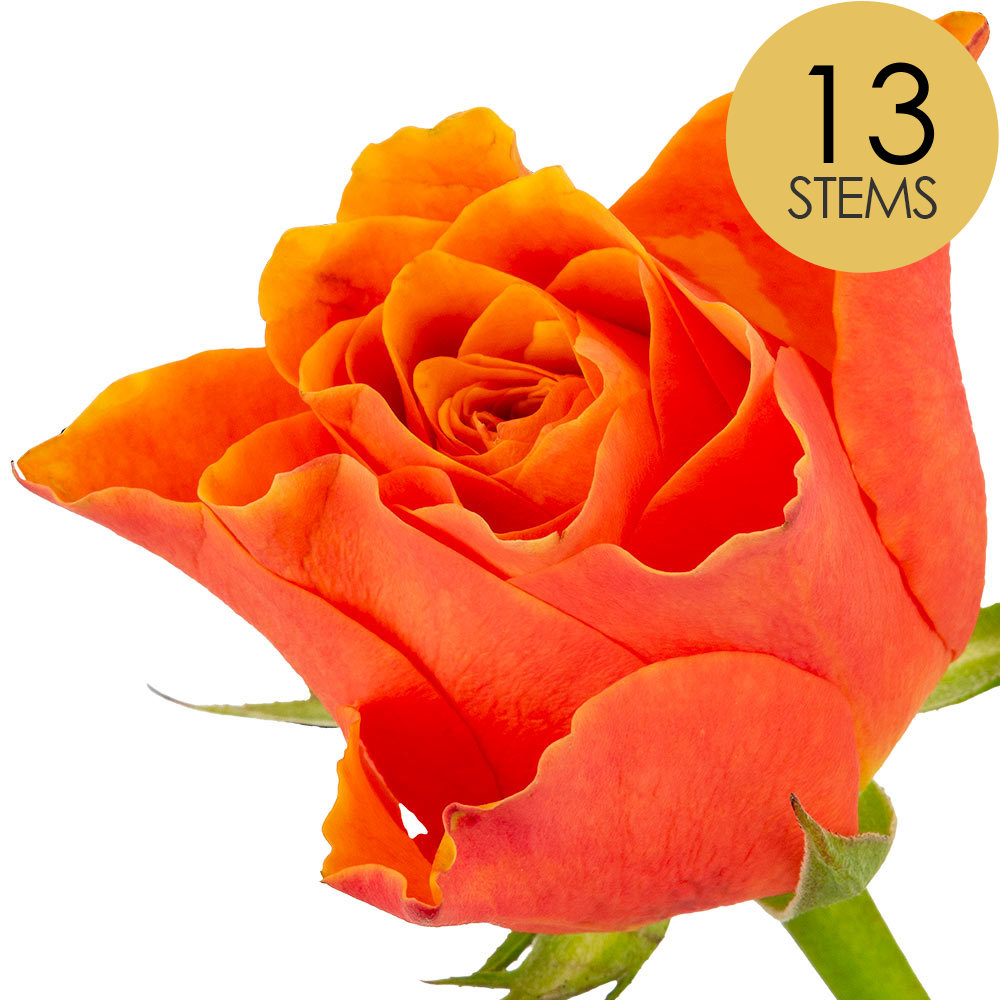 13 Orange Roses