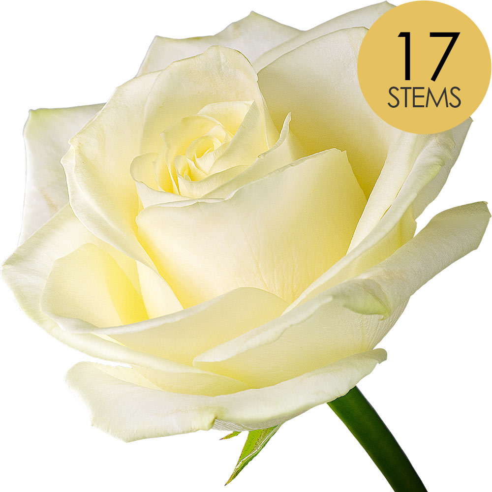17 White (Avalanche) Roses