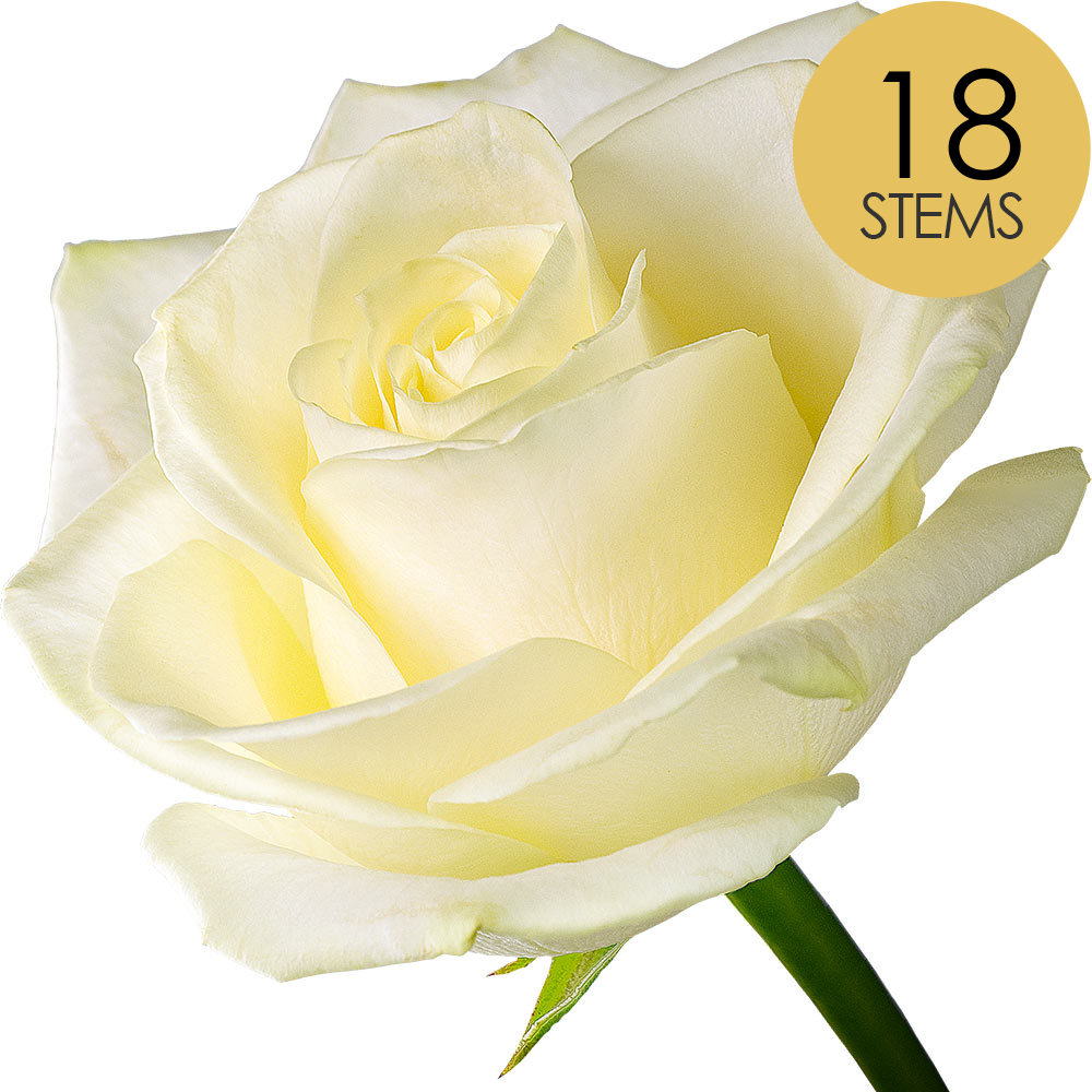 18 White (Avalanche) Roses