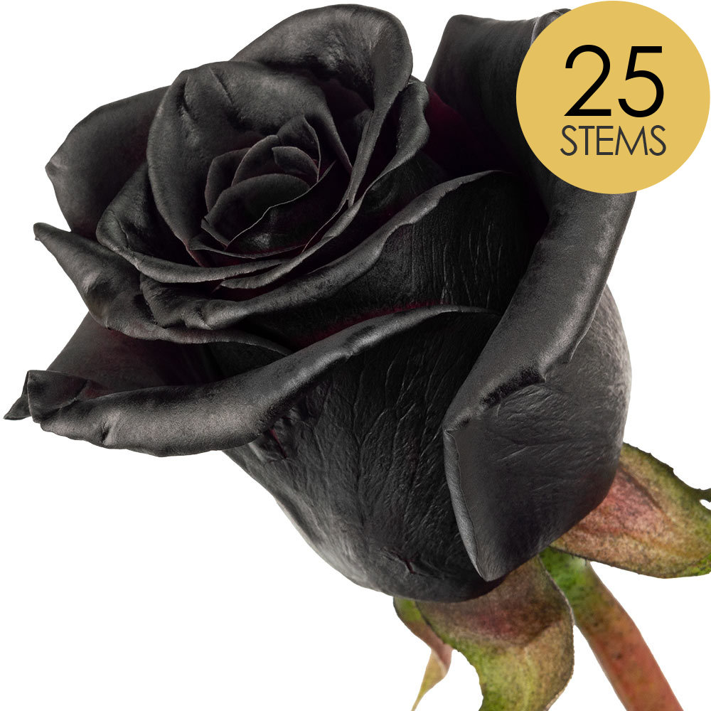25 Black (Painted) Roses