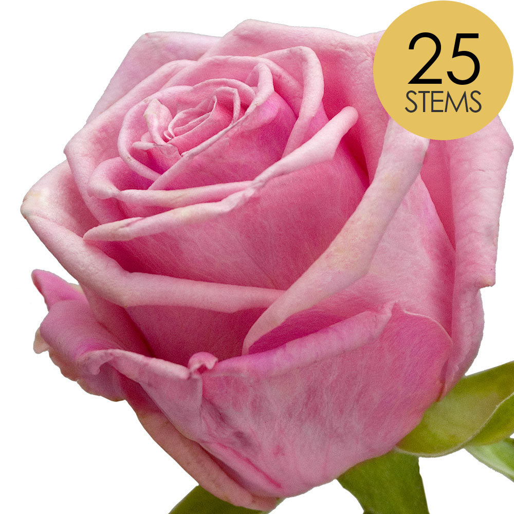 25 Pink Roses