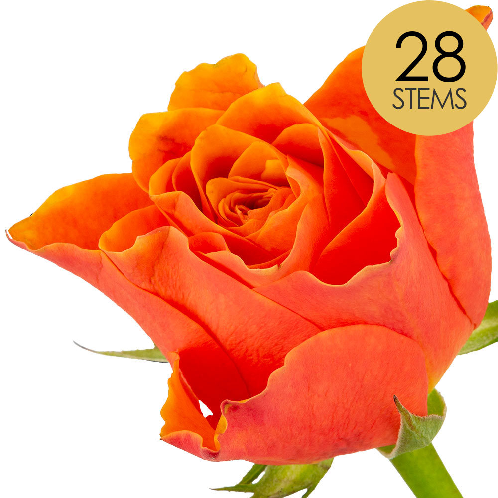 28 Orange Roses