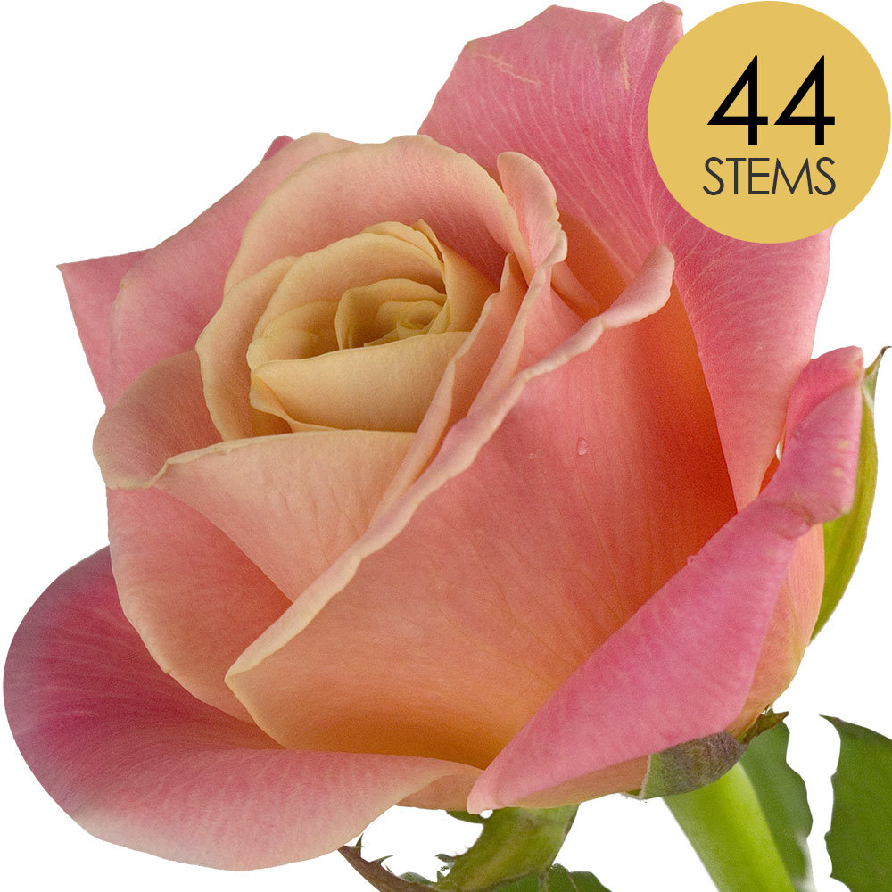 44 Peach Roses