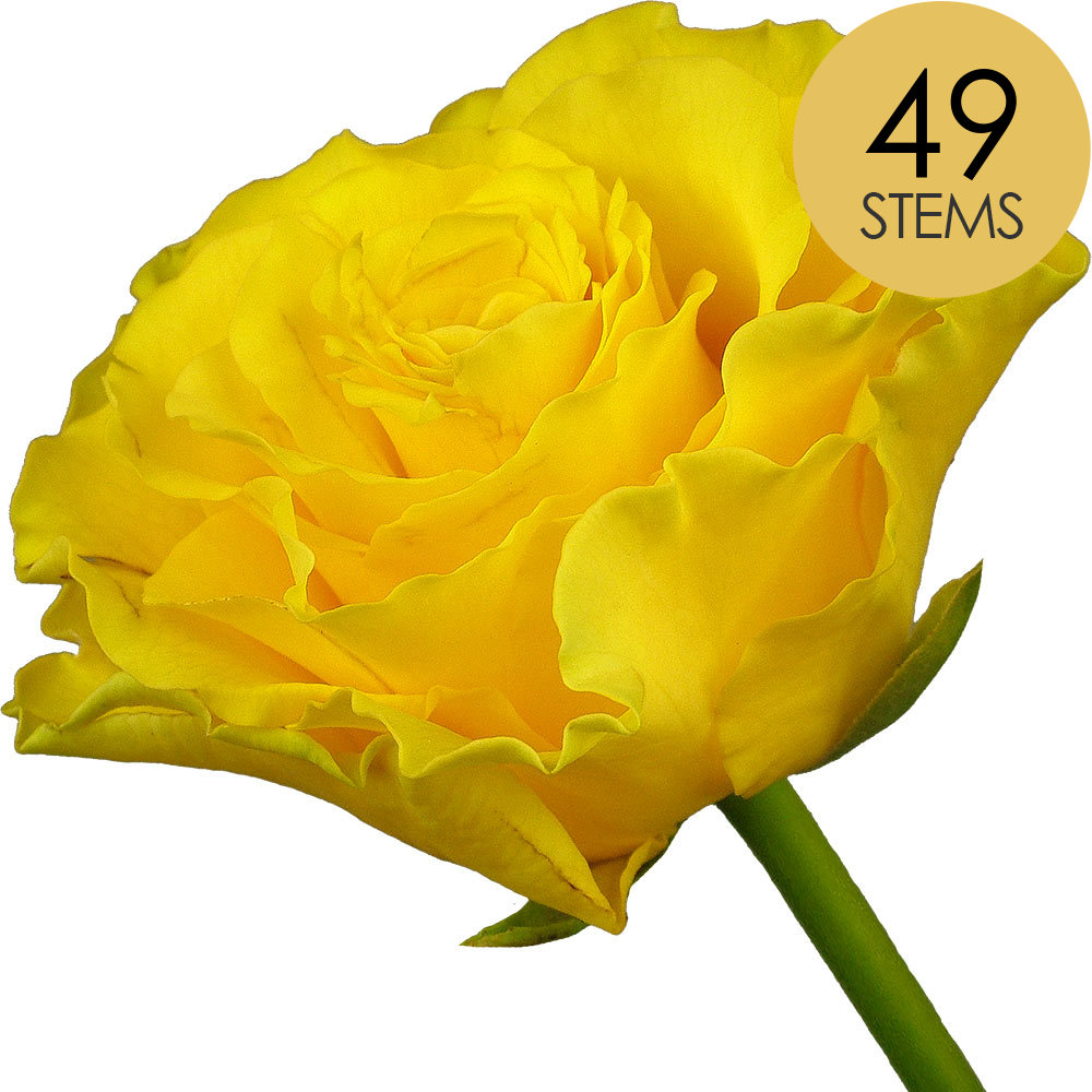 49 Yellow Roses