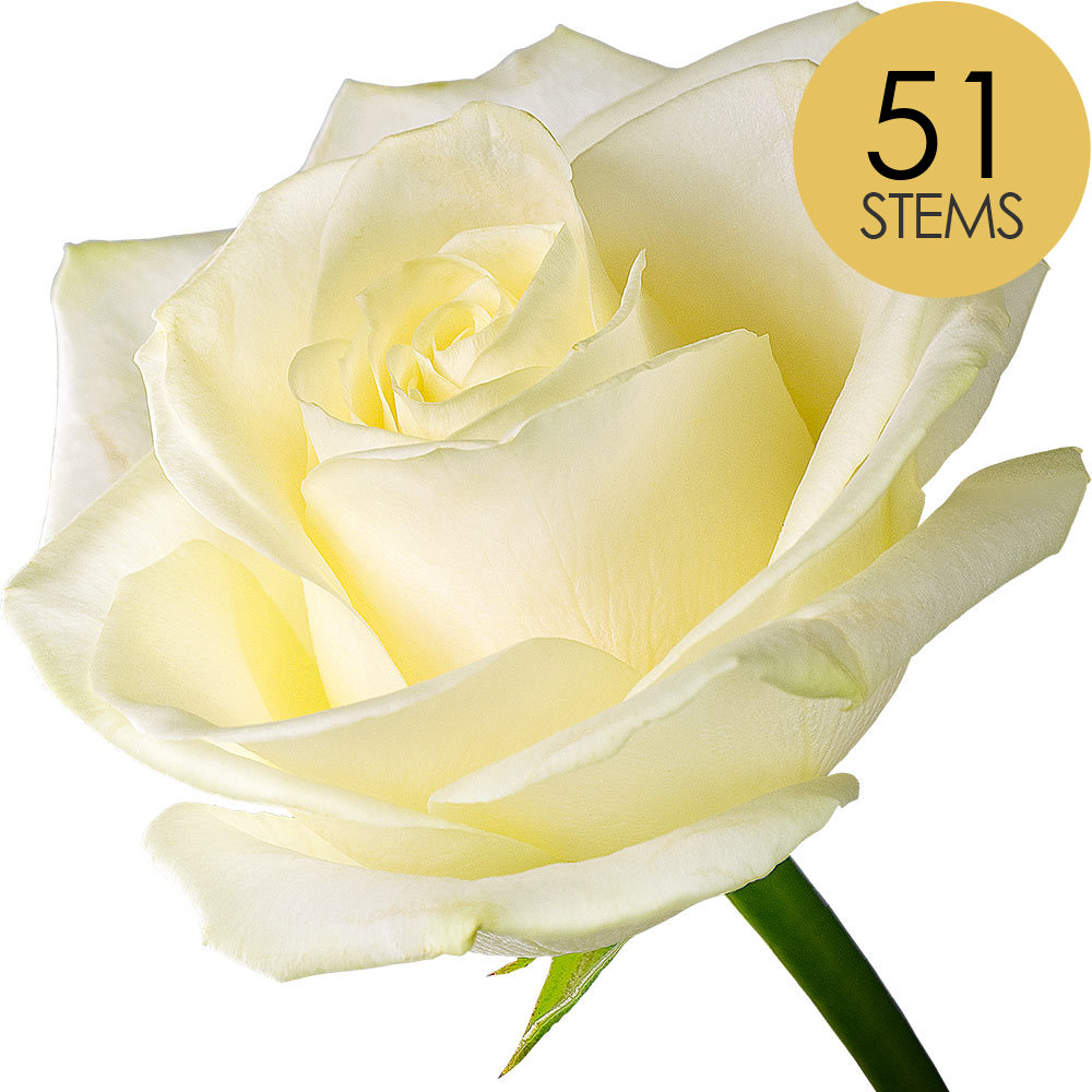 51 White (Avalanche) Roses