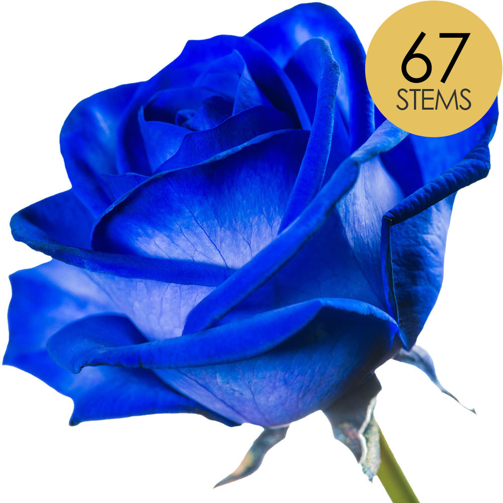 67 Blue (Dyed) Roses
