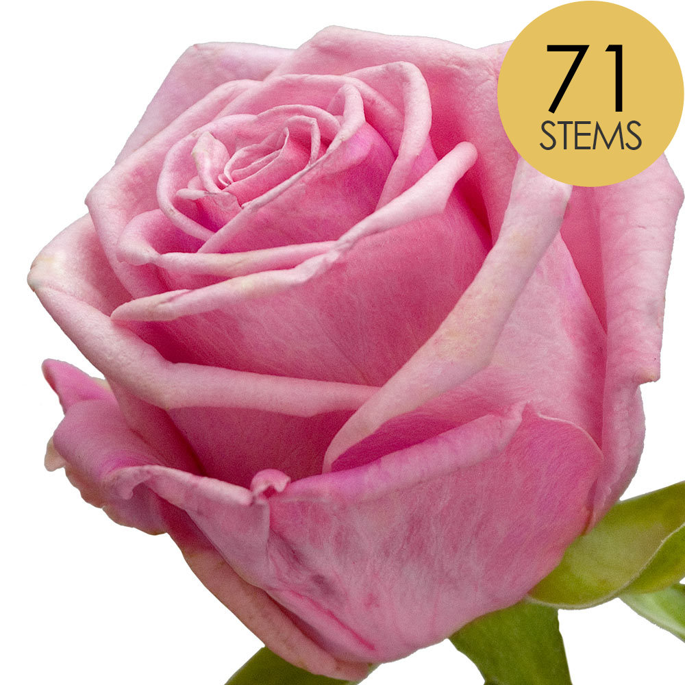 71 Pink Roses
