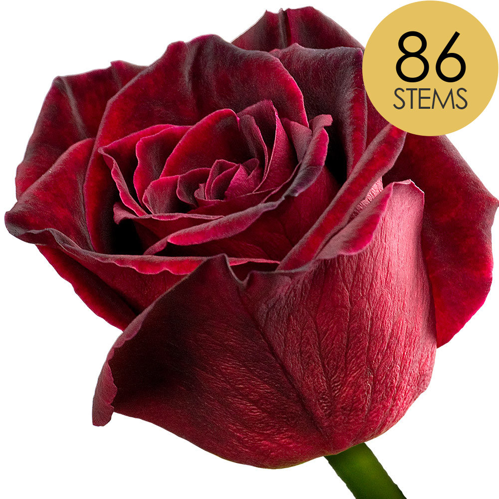 86 Black Baccara Roses