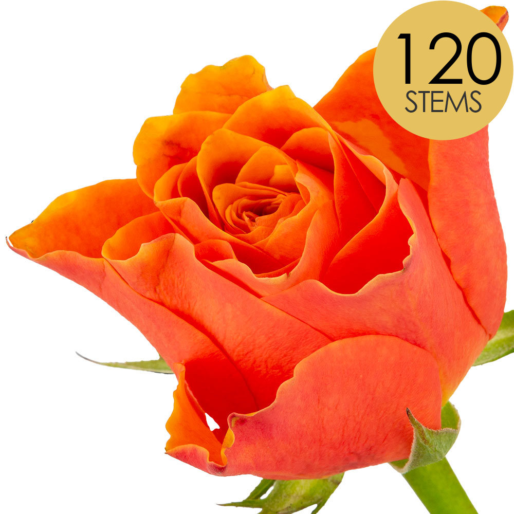 120 Bulk Orange Roses