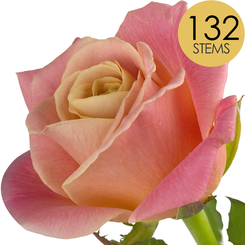 132 Bulk Peach Roses