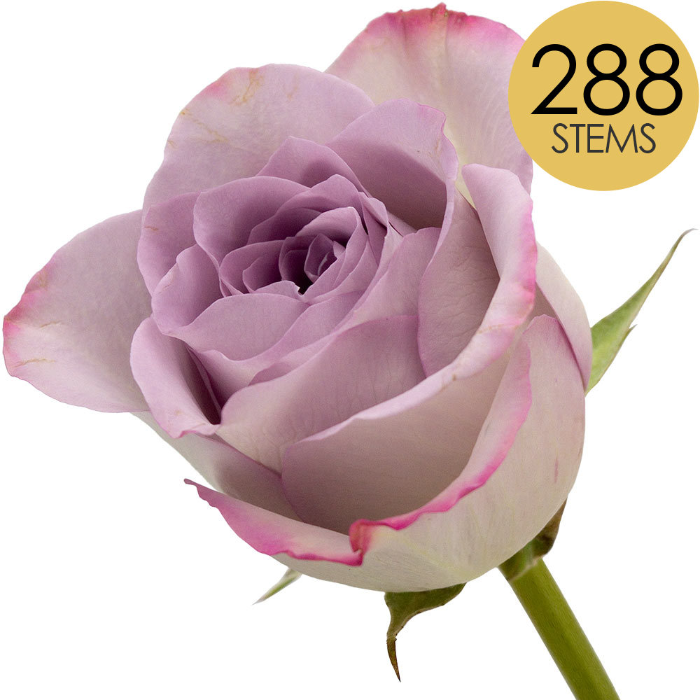 288 Bulk Lilac Roses