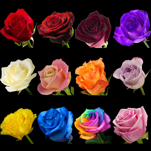 Year Single of Roses sent every 3 months