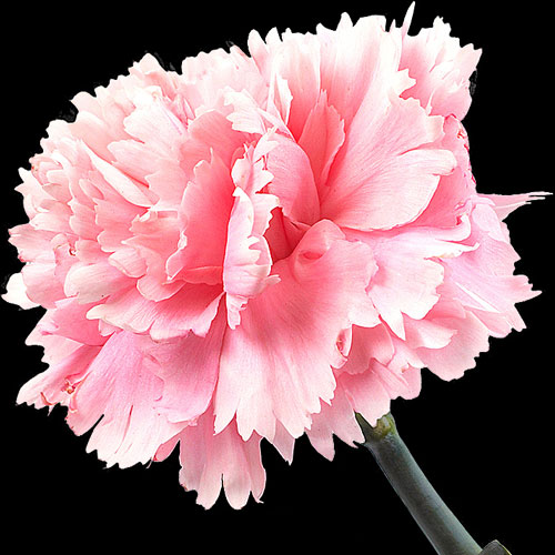 Carnation Delivery Send Carnations Buy Carnations Post Carnations