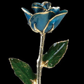 A Dark Blue 17Inch 24kt Gold Trimmed Rose
