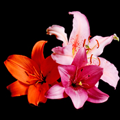 6 Lilies in the colours of your choice