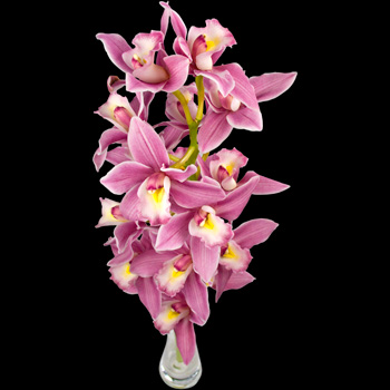 A Single Classic Pink Cymbidium Orchid