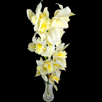 A Single Classic White Cymbidium Orchid