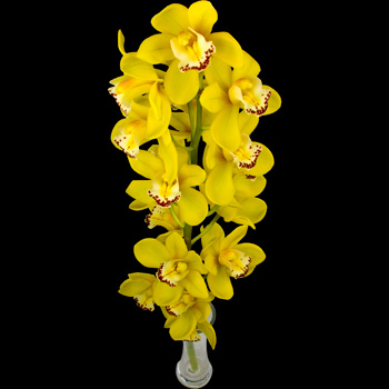 A Single Classic Yellow Cymbidium Orchid